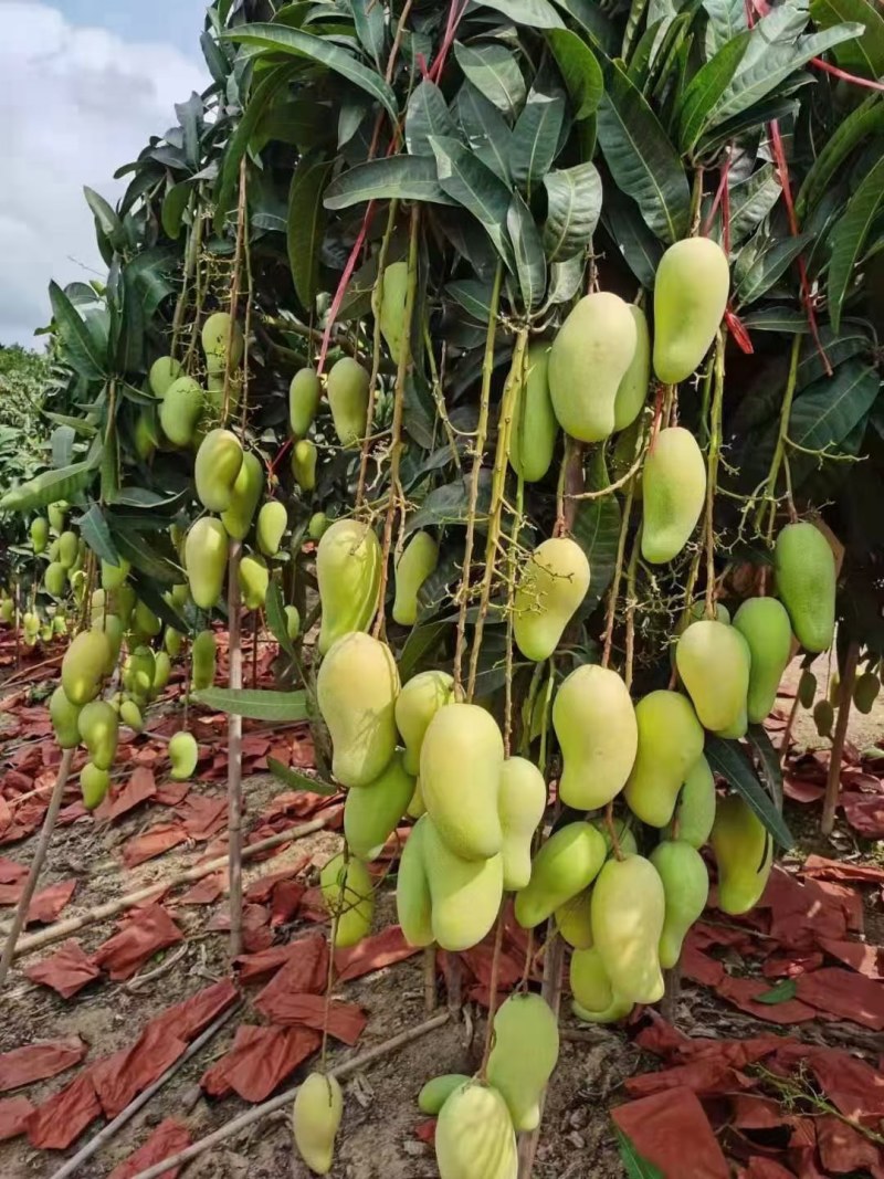 金煌芒4两以上，鲜优果蜀供应链