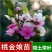 桃金娘树苗山捻子四季种植阳台庭院盆栽观赏盆景原土原杯发货