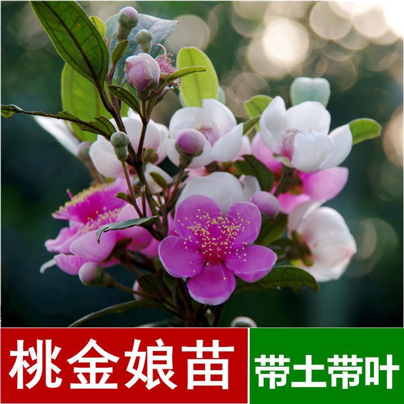 桃金娘树苗山捻子四季种植阳台庭院盆栽观赏盆景原土原杯发货