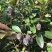 桃金娘树苗山捻子四季种植阳台庭院盆栽观赏盆景原土原杯发货