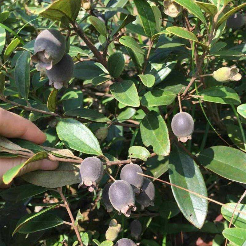 桃金娘树苗山捻子四季种植阳台庭院盆栽观赏盆景原土原杯发货