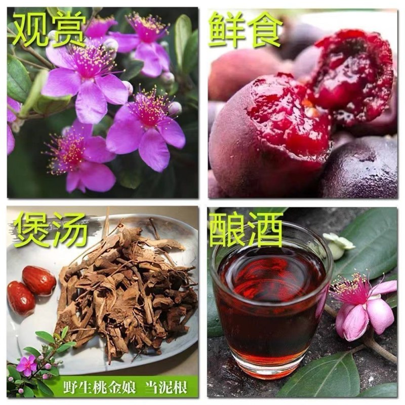 桃金娘树苗山捻子四季种植阳台庭院盆栽观赏盆景原土原杯发货