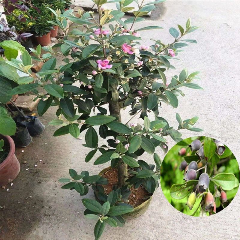 桃金娘树苗山捻子四季种植阳台庭院盆栽观赏盆景原土原杯发货