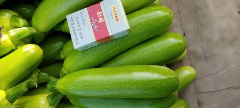 精品绿皮西葫芦小瓜产地批发对接全国电商批发市场