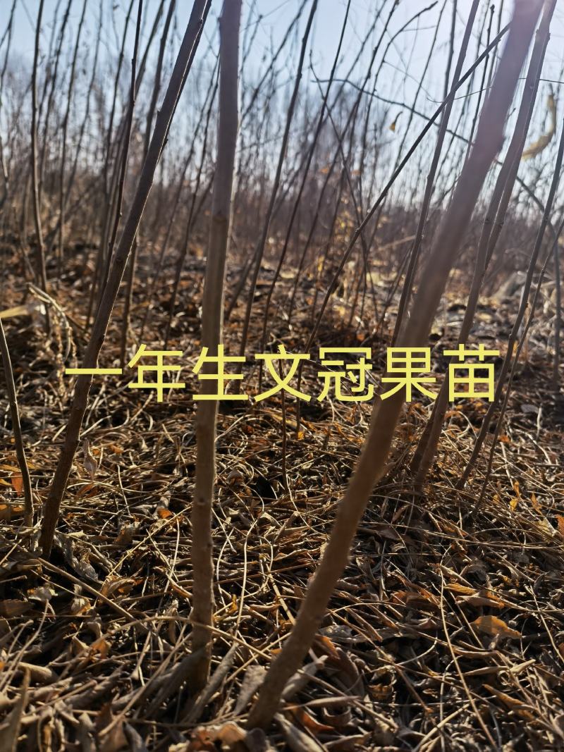 文冠果一年苗60一150Cm以上170万，自产自销。