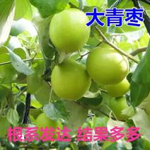 包邮台湾大青枣树苗嫁接蜜丝枣牛奶枣枣树苗南方北方种植