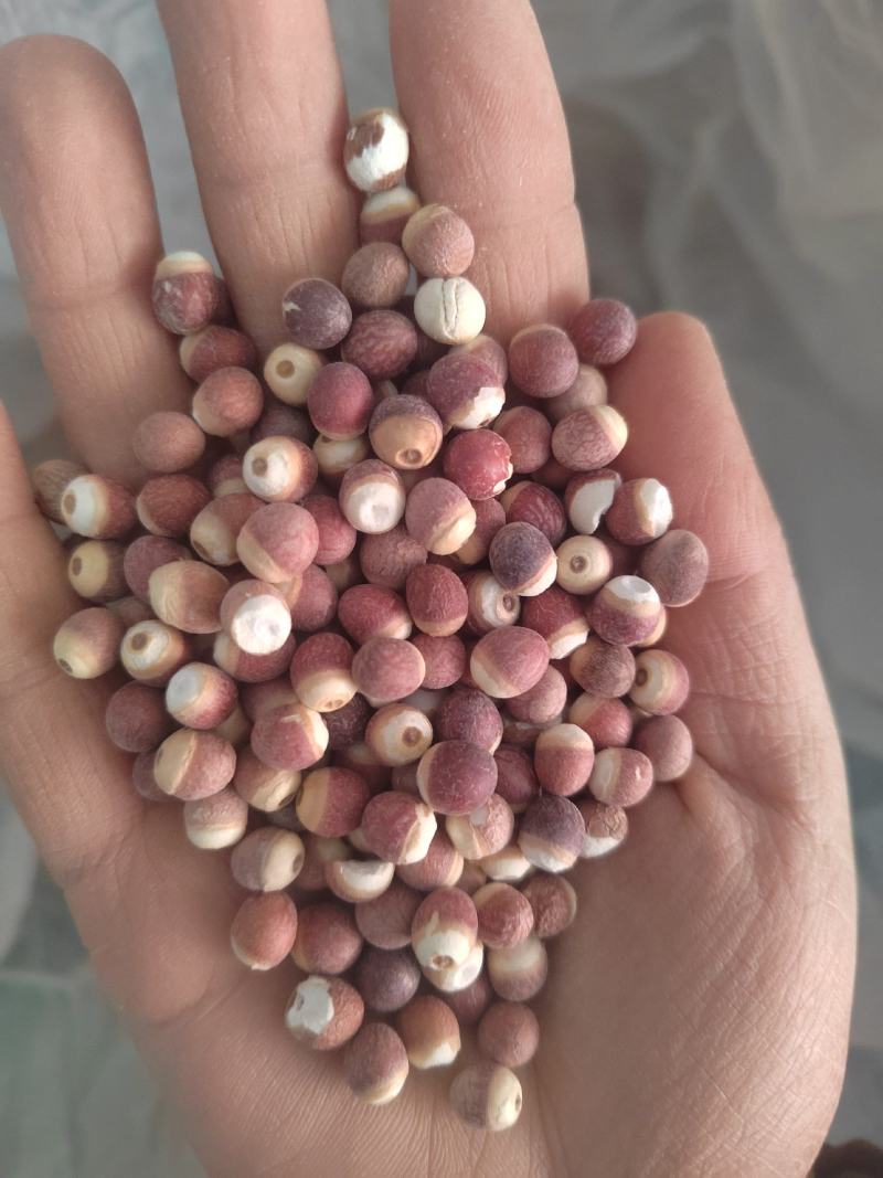 芡实，芡实米，两半芡实，芡实各种规格，大货批发