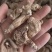 白芨片，白芨个白芨干货，云南白芨中药材，辟邪入药