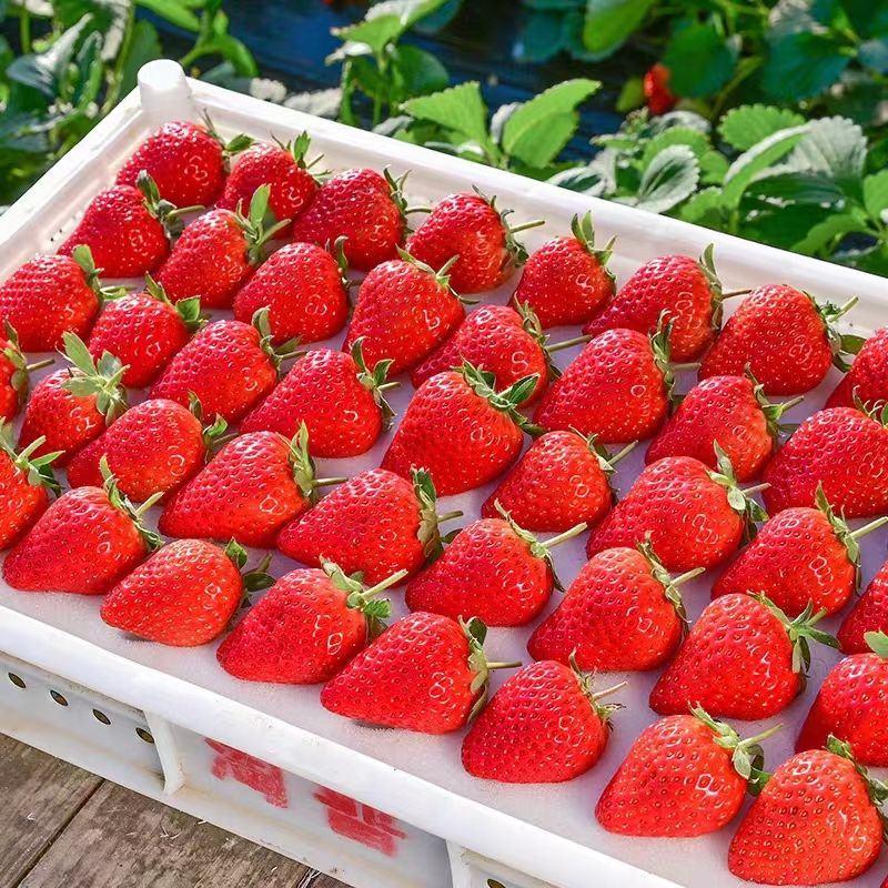 [草莓园现摘现发]草莓新鲜红颜草莓水果批发