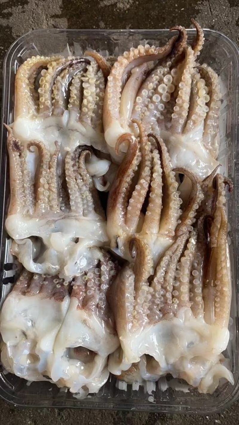 鱼肠鱼肚