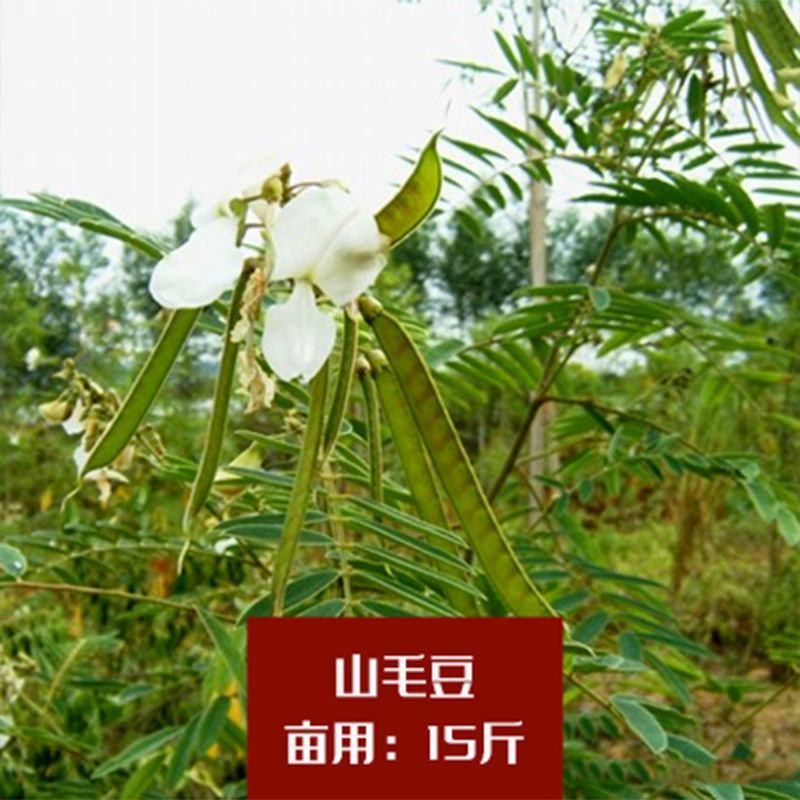 紫穗槐种子，灌刺槐猪屎豆银合欢种子绿化护坡固土草种子批发