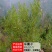 紫穗槐种子，灌刺槐猪屎豆银合欢种子绿化护坡固土草种子批发