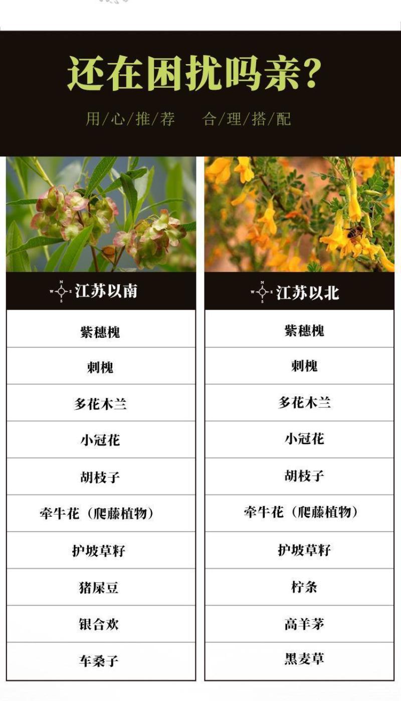 紫穗槐种子，灌刺槐猪屎豆银合欢种子绿化护坡固土草种子批发