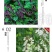 紫穗槐种子，灌刺槐猪屎豆银合欢种子绿化护坡固土草种子批发