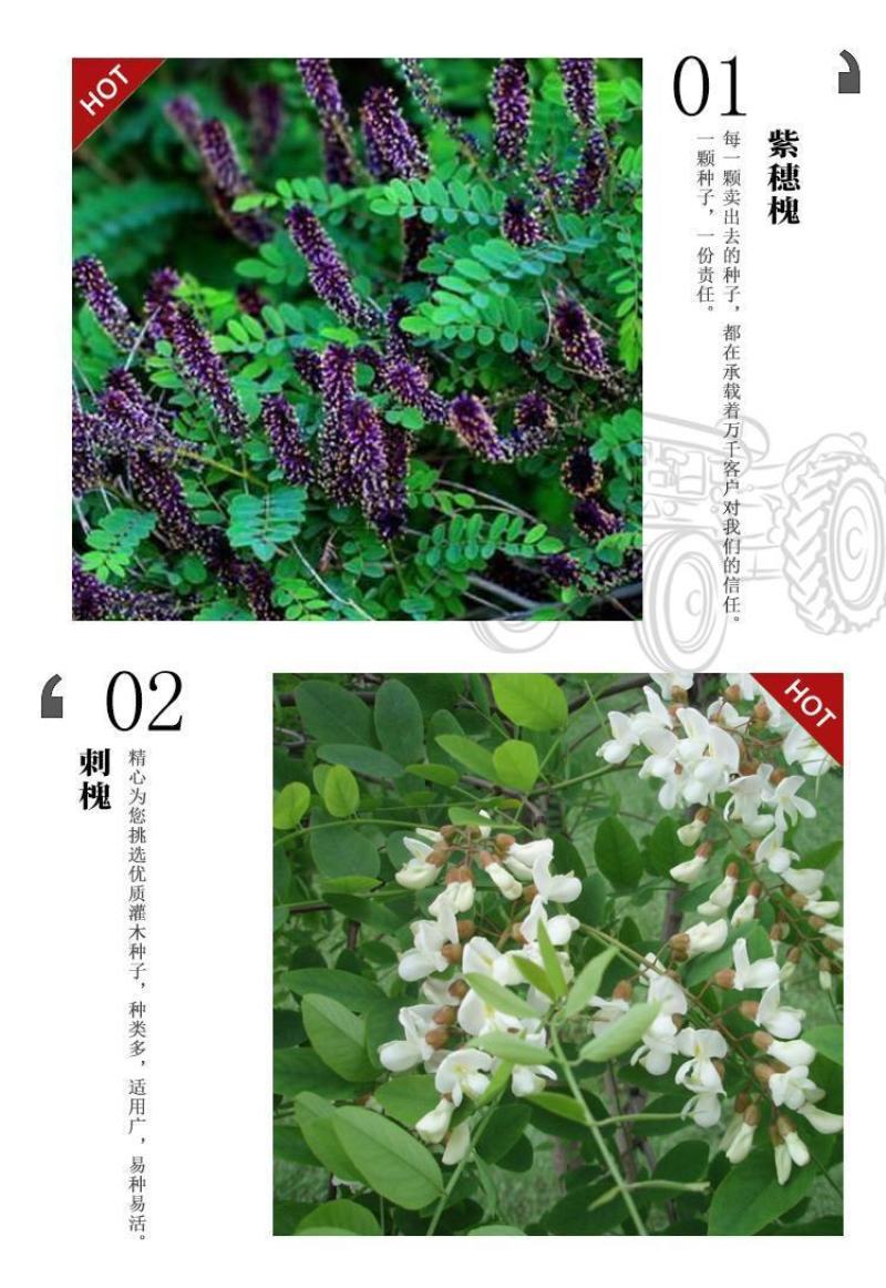 紫穗槐种子，灌刺槐猪屎豆银合欢种子绿化护坡固土草种子批发
