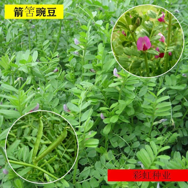 紫穗槐种子，灌刺槐猪屎豆银合欢种子绿化护坡固土草种子批发