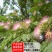 紫穗槐种子，灌刺槐猪屎豆银合欢种子绿化护坡固土草种子批发