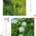 紫穗槐种子，灌刺槐猪屎豆银合欢种子绿化护坡固土草种子批发