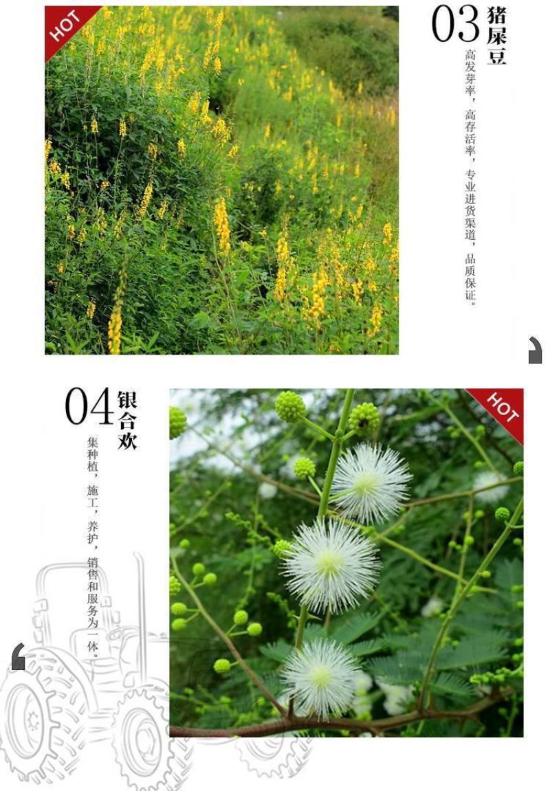 紫穗槐种子，灌刺槐猪屎豆银合欢种子绿化护坡固土草种子批发