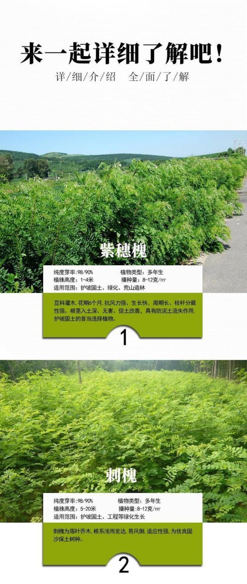 紫穗槐种子，灌刺槐猪屎豆银合欢种子绿化护坡固土草种子批发