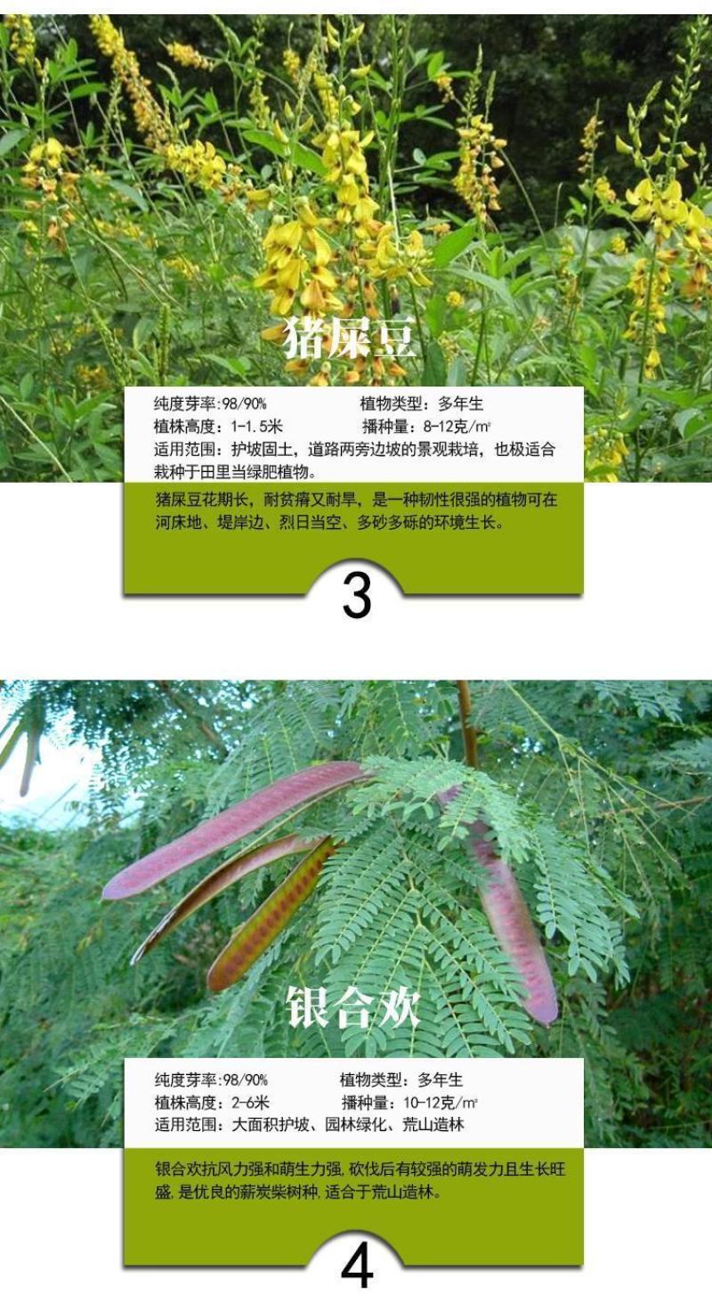 紫穗槐种子，灌刺槐猪屎豆银合欢种子绿化护坡固土草种子批发
