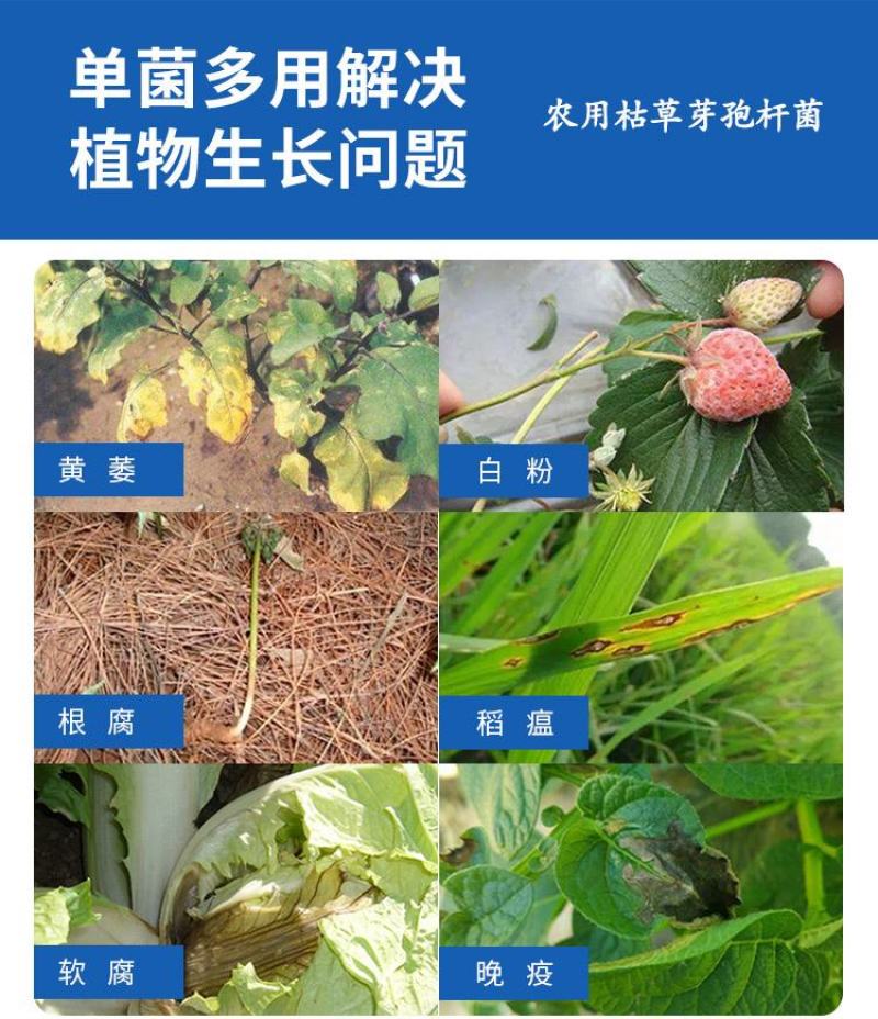 枯草芽孢杆菌1000亿/克枯萎病根腐病微生物菌剂杀菌剂