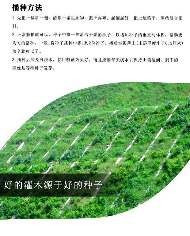 紫穗槐种子，灌刺槐猪屎豆银合欢种子绿化护坡固土草种子批发
