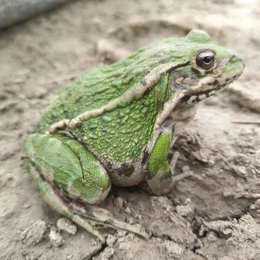 黑斑蛙青蛙生态人工养殖绿色稻田蛙新鲜青蛙肉