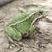 黑斑蛙青蛙生态人工养殖绿色稻田蛙新鲜青蛙肉