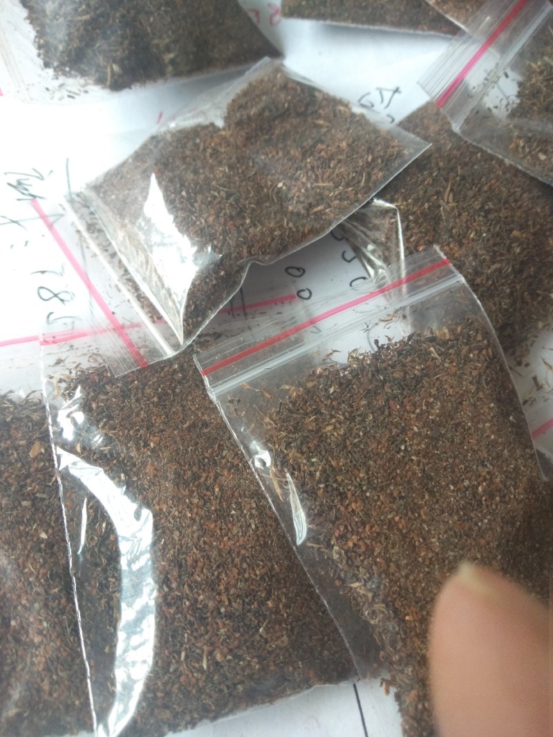 鹿茸草鹿茸草种子