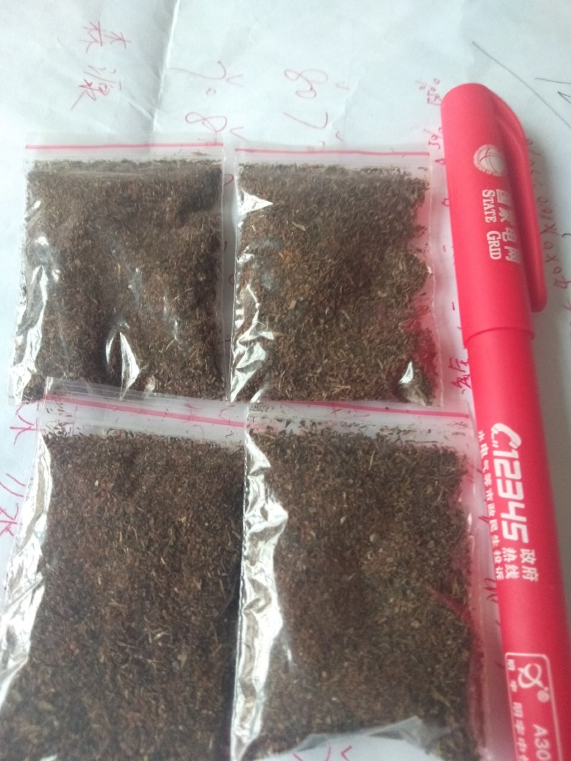 鹿茸草鹿茸草种子