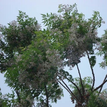 绿化苗木苦楝苗苦练树苦楝树苗苦楝小苗苦楝树紫花树哑巴