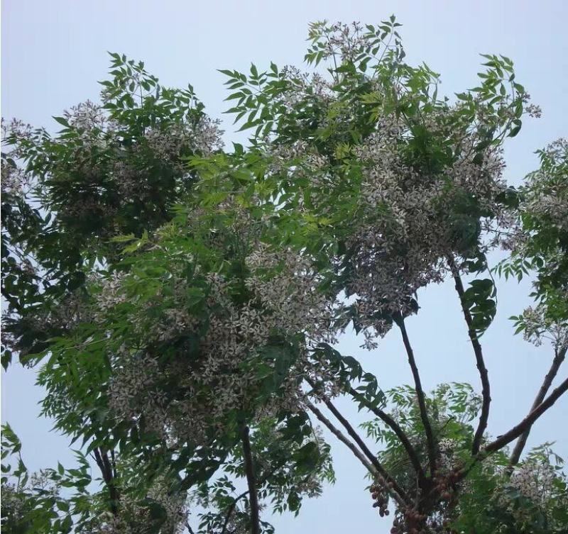 绿化苗木苦楝苗苦练树苦楝树苗苦楝小苗苦楝树紫花树哑巴