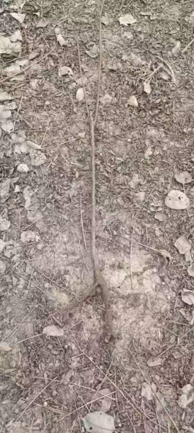 绿化苗木苦楝苗苦练树苦楝树苗苦楝小苗苦楝树紫花树哑巴