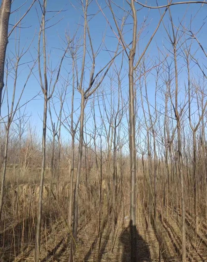 绿化苗木苦楝苗苦练树苦楝树苗苦楝小苗苦楝树紫花树哑巴