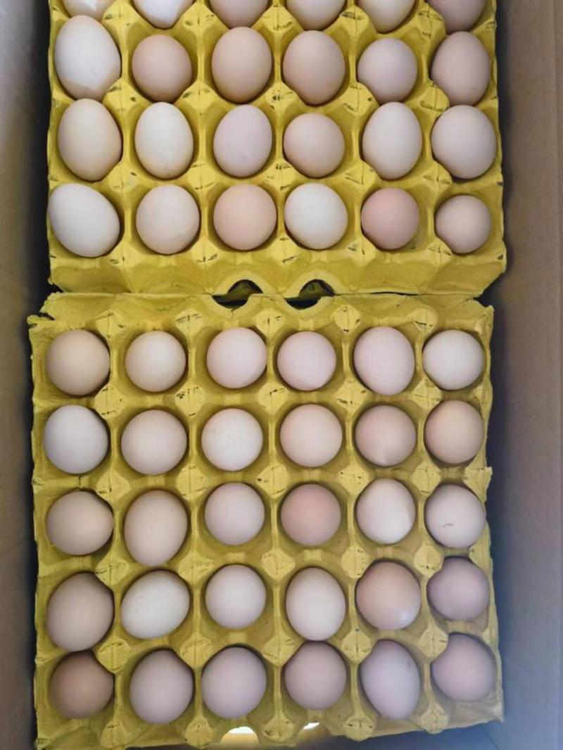 阿德老农民精品土鸡蛋初产蛋，绿壳初产蛋，白乌鸡蛋