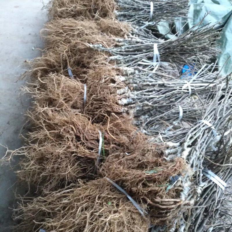 G3黄心猕猴桃嫁接苗现挖现发提供技术指导