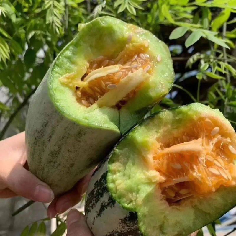 精品博洋九甜瓜，包装精致