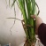 石菖蒲种苗野生石菖蒲苗成活率高苗圃直发货源充足批发