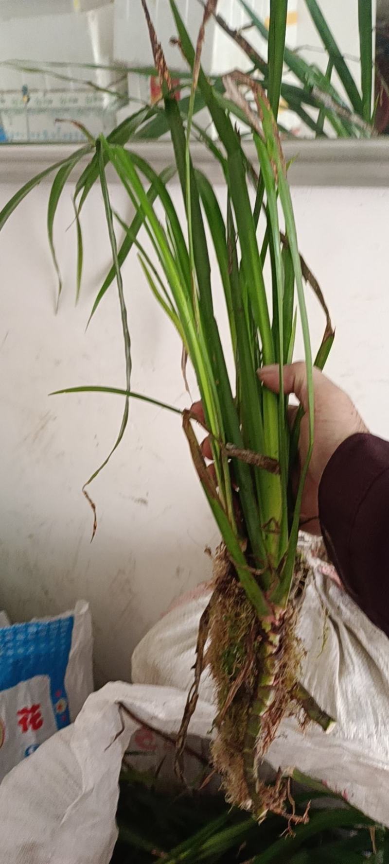 石菖蒲种苗野生石菖蒲苗成活率高苗圃直发货源充足批发