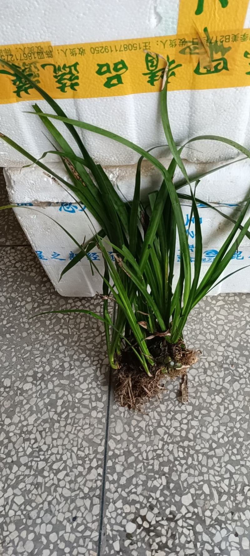 石菖蒲种苗野生石菖蒲苗成活率高苗圃直发货源充足批发