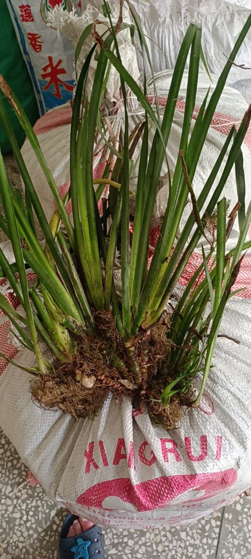 石菖蒲种苗野生石菖蒲苗成活率高苗圃直发货源充足批发
