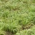 石菖蒲种苗野生石菖蒲苗成活率高苗圃直发货源充足批发