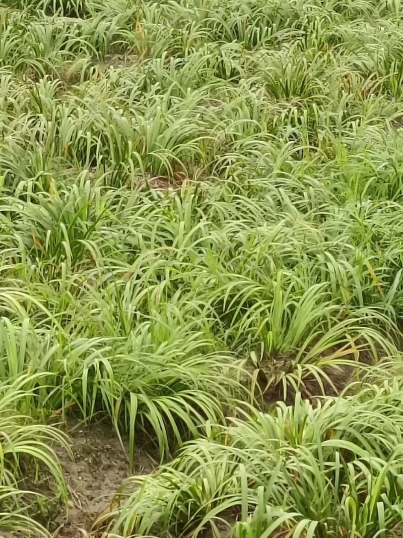 石菖蒲种苗野生石菖蒲苗成活率高苗圃直发货源充足批发