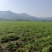石菖蒲种苗野生石菖蒲苗成活率高苗圃直发货源充足批发