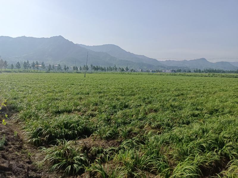 石菖蒲种苗野生石菖蒲苗成活率高苗圃直发货源充足批发