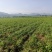 石菖蒲种苗野生石菖蒲苗成活率高苗圃直发货源充足批发