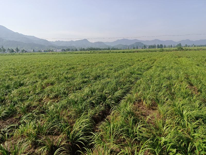 石菖蒲种苗野生石菖蒲苗成活率高苗圃直发货源充足批发