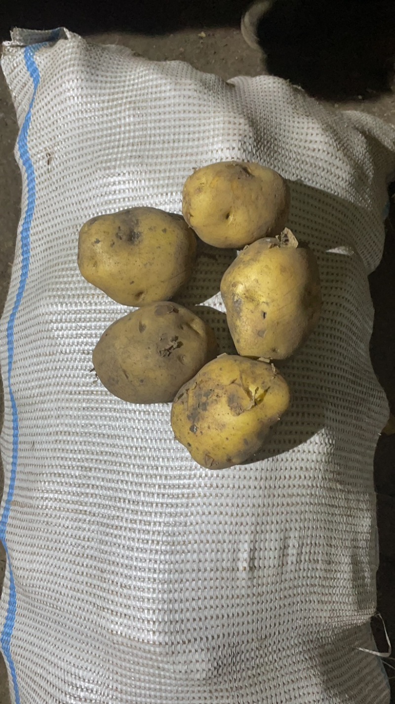 黄心土豆