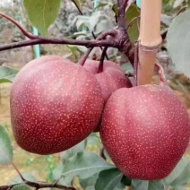 梨树苗，贡梨，玉露香梨，翠冠梨，雪花梨，莱阳梨，库尔勒。